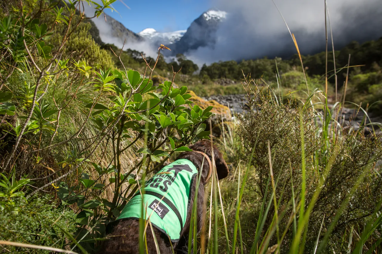 Whio in Milford Sound - Southland, New Zealand - Credit Liz Carlson (9)
