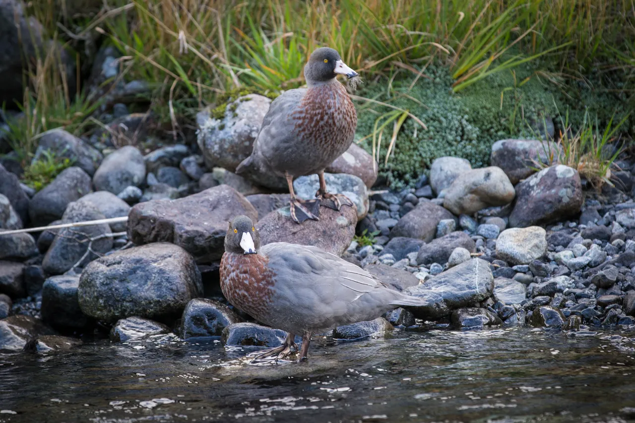 Whio in Milford Sound - Southland, New Zealand - Credit Liz Carlson (5)