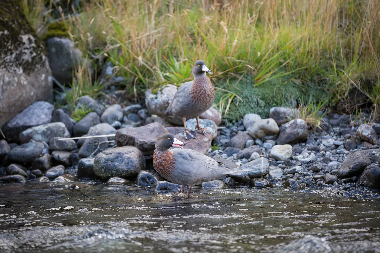 Whio in Milford Sound - Southland, New Zealand - Credit Liz Carlson (3)