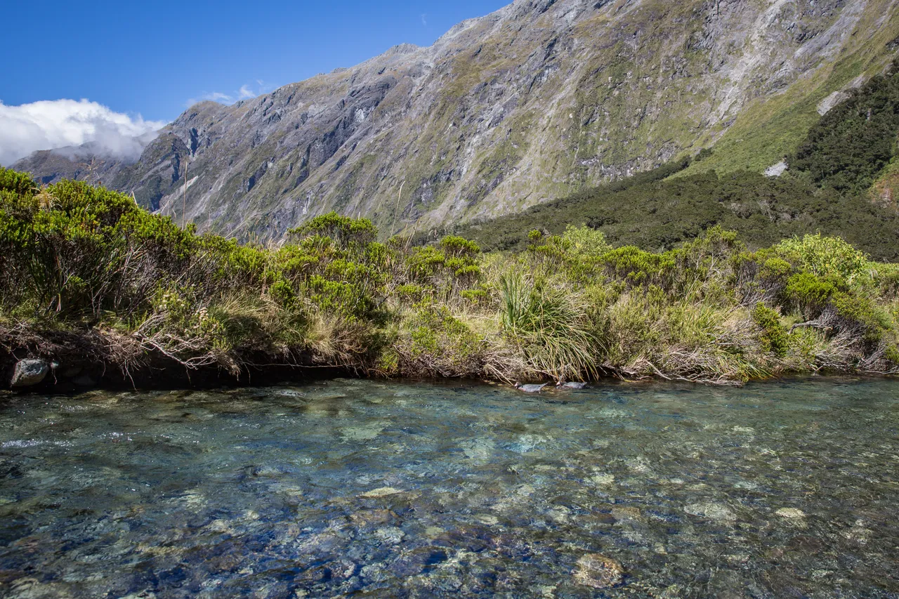 Whio in Milford Sound - Southland, New Zealand - Credit Liz Carlson (35)