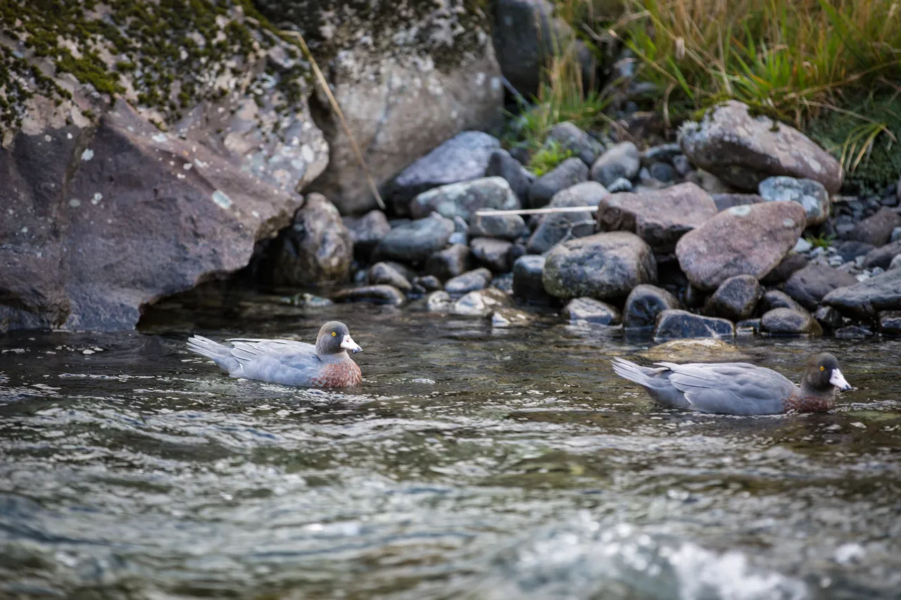 Whio in Milford Sound - Southland, New Zealand - Credit Liz Carlson (1)