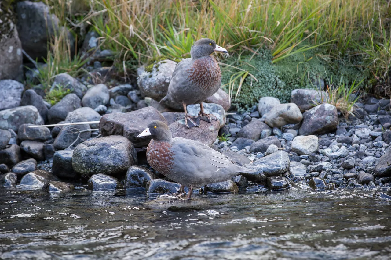 Whio in Milford Sound - Southland, New Zealand - Credit Liz Carlson (4)