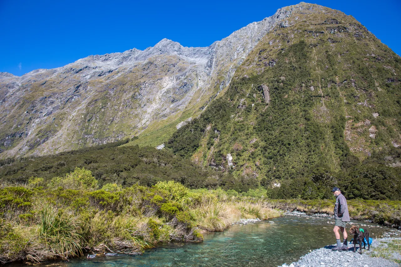 Whio in Milford Sound - Southland, New Zealand - Credit Liz Carlson (34)