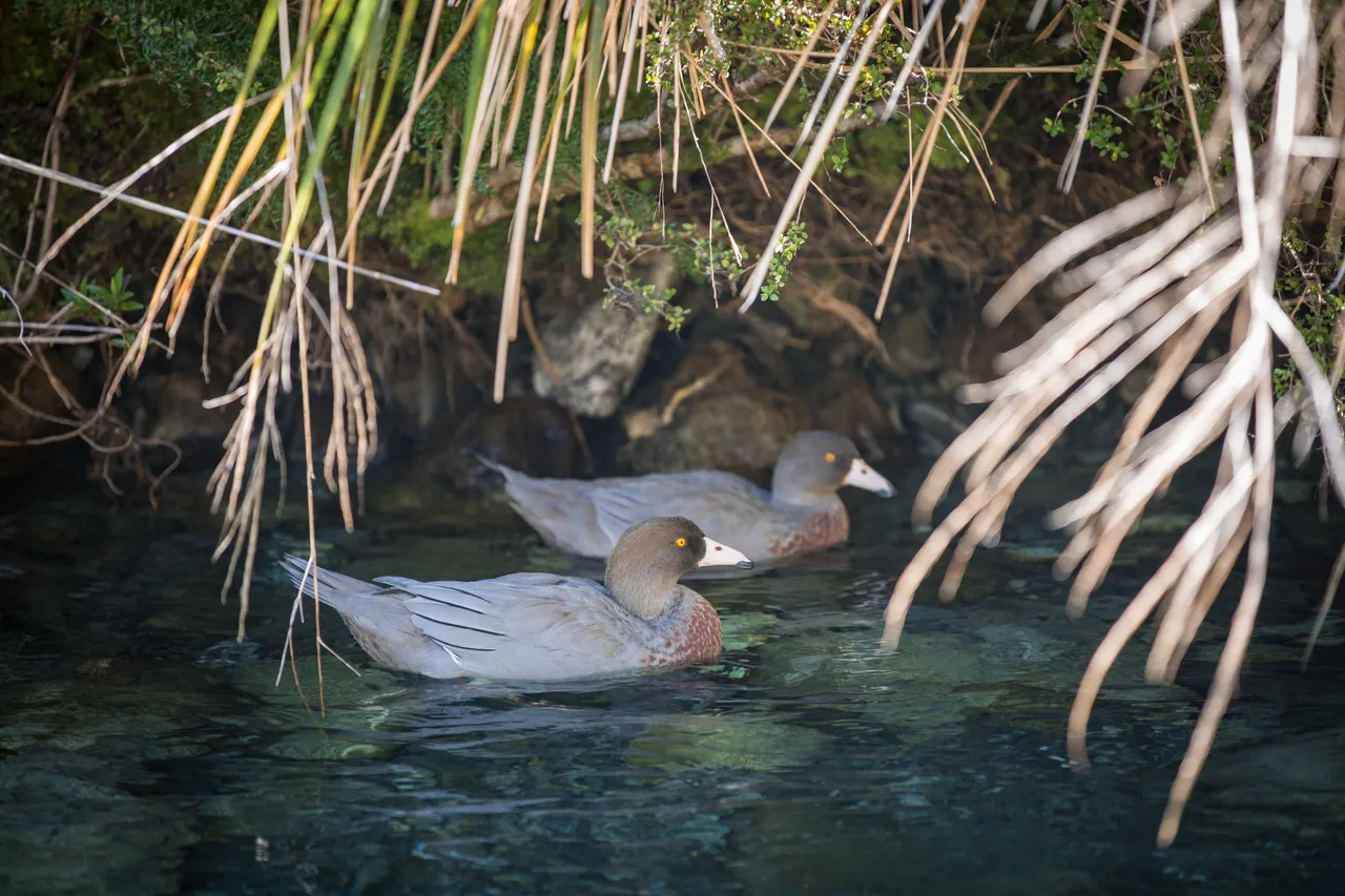 Whio in Milford Sound - Southland, New Zealand - Credit Liz Carlson (30)