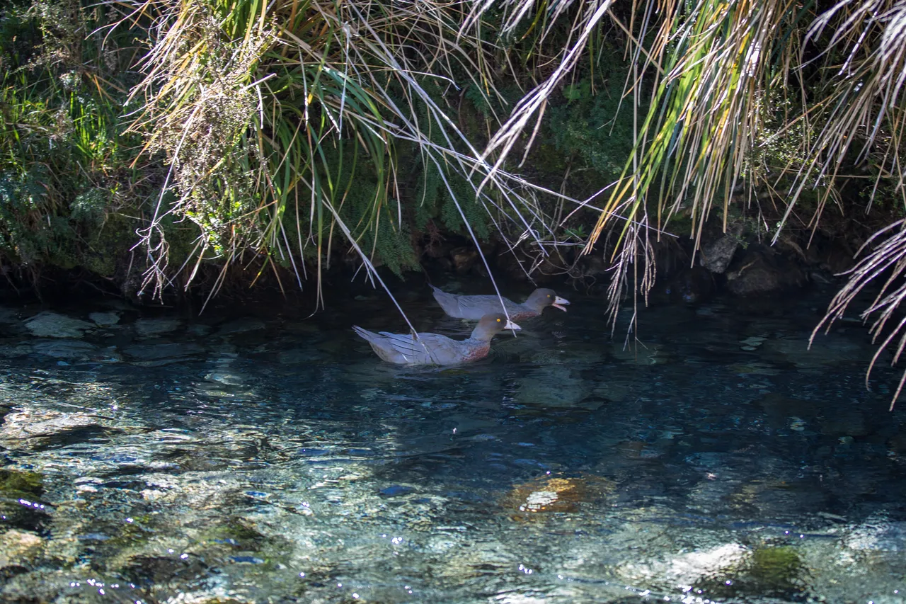 Whio in Milford Sound - Southland, New Zealand - Credit Liz Carlson (29)