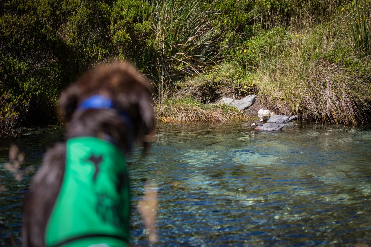 Whio in Milford Sound - Southland, New Zealand - Credit Liz Carlson (32)