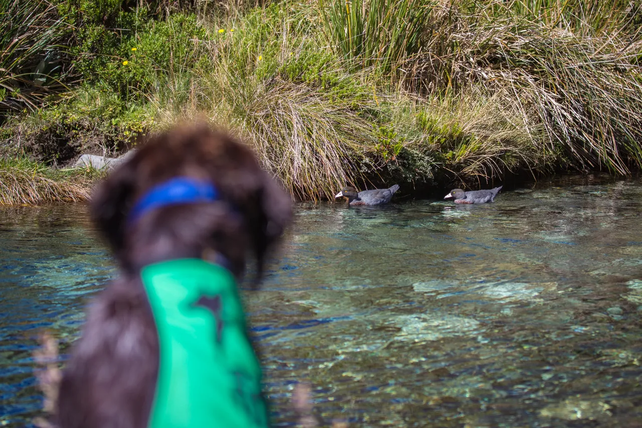 Whio in Milford Sound - Southland, New Zealand - Credit Liz Carlson (31)