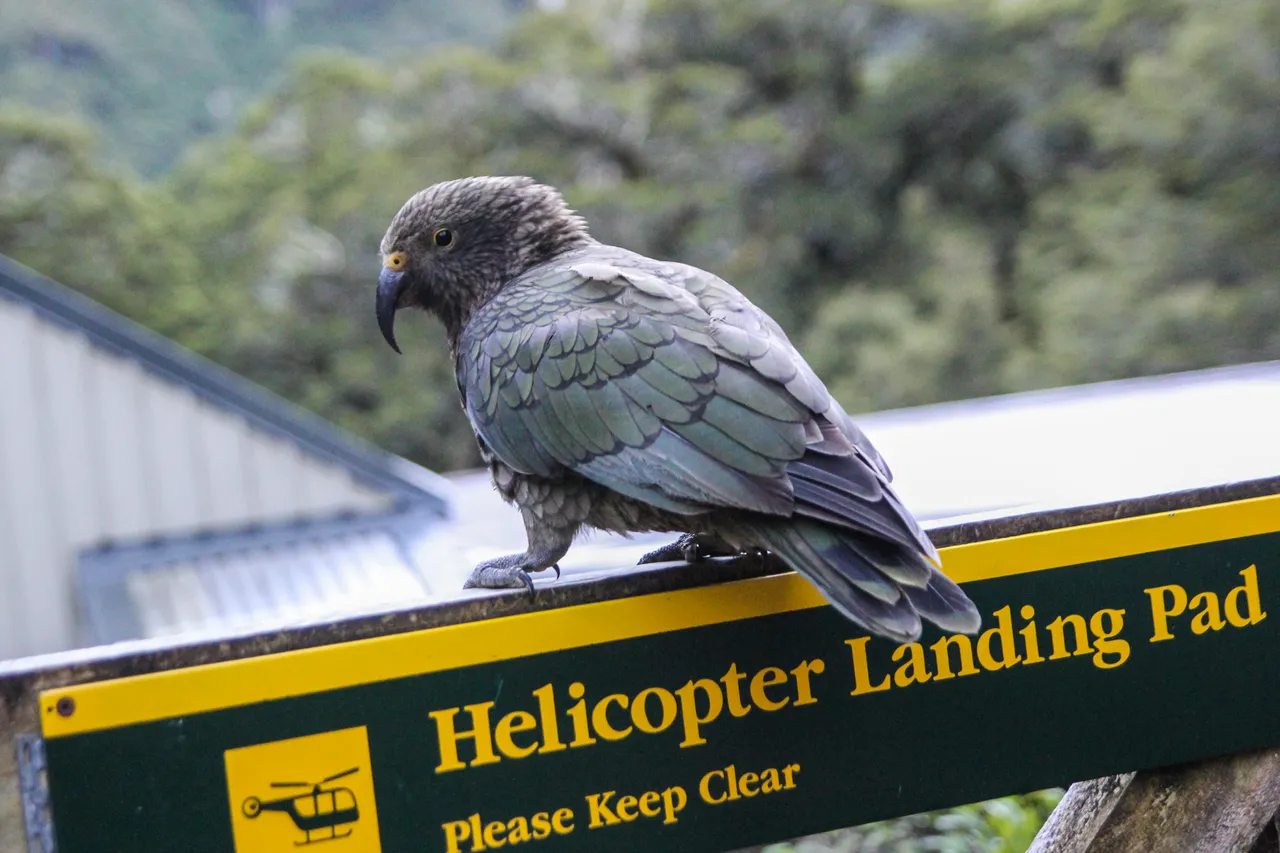 Milford Track - Southland, New Zealand - Credit Liz Carlson (5)
