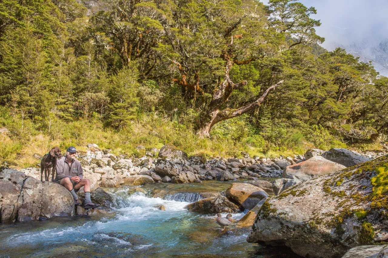 Whio in Milford Sound - Southland, New Zealand - Credit Liz Carlson (23)