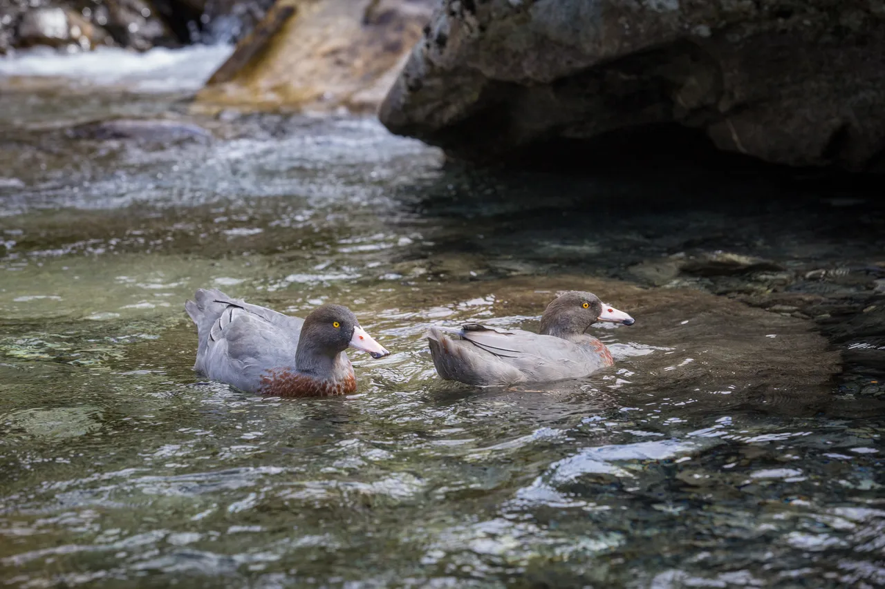 Whio in Milford Sound - Southland, New Zealand - Credit Liz Carlson (19)