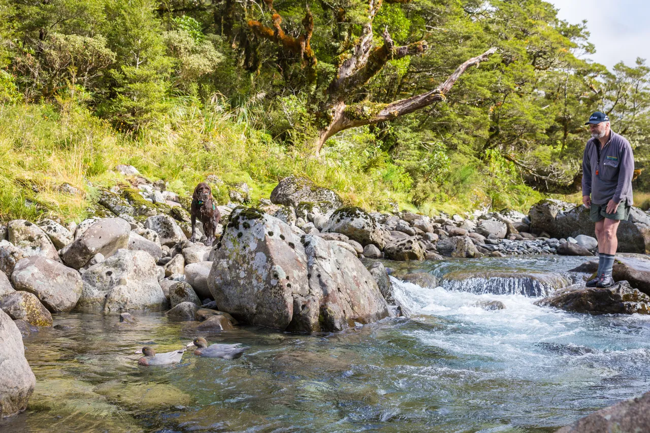 Whio in Milford Sound - Southland, New Zealand - Credit Liz Carlson (18)