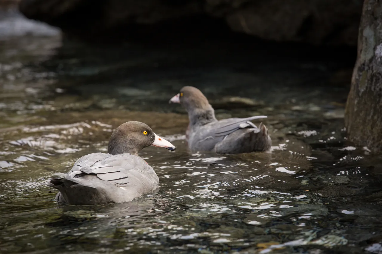 Whio in Milford Sound - Southland, New Zealand - Credit Liz Carlson (20)