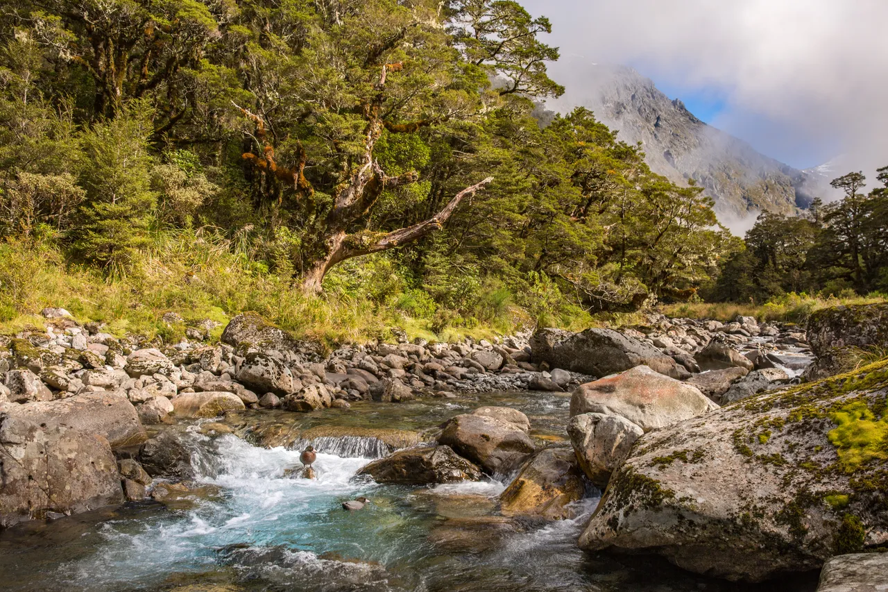 Whio in Milford Sound - Southland, New Zealand - Credit Liz Carlson (15)