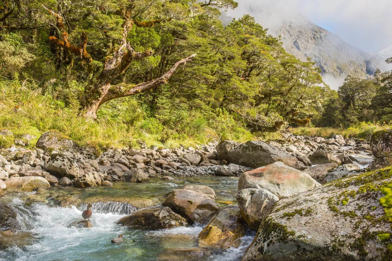 Whio in Milford Sound - Southland, New Zealand - Credit Liz Carlson (16)