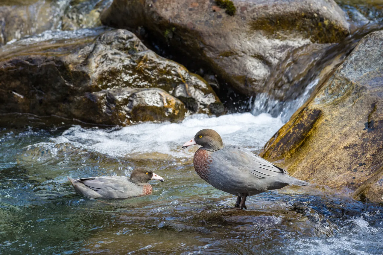 Whio in Milford Sound - Southland, New Zealand - Credit Liz Carlson (14)