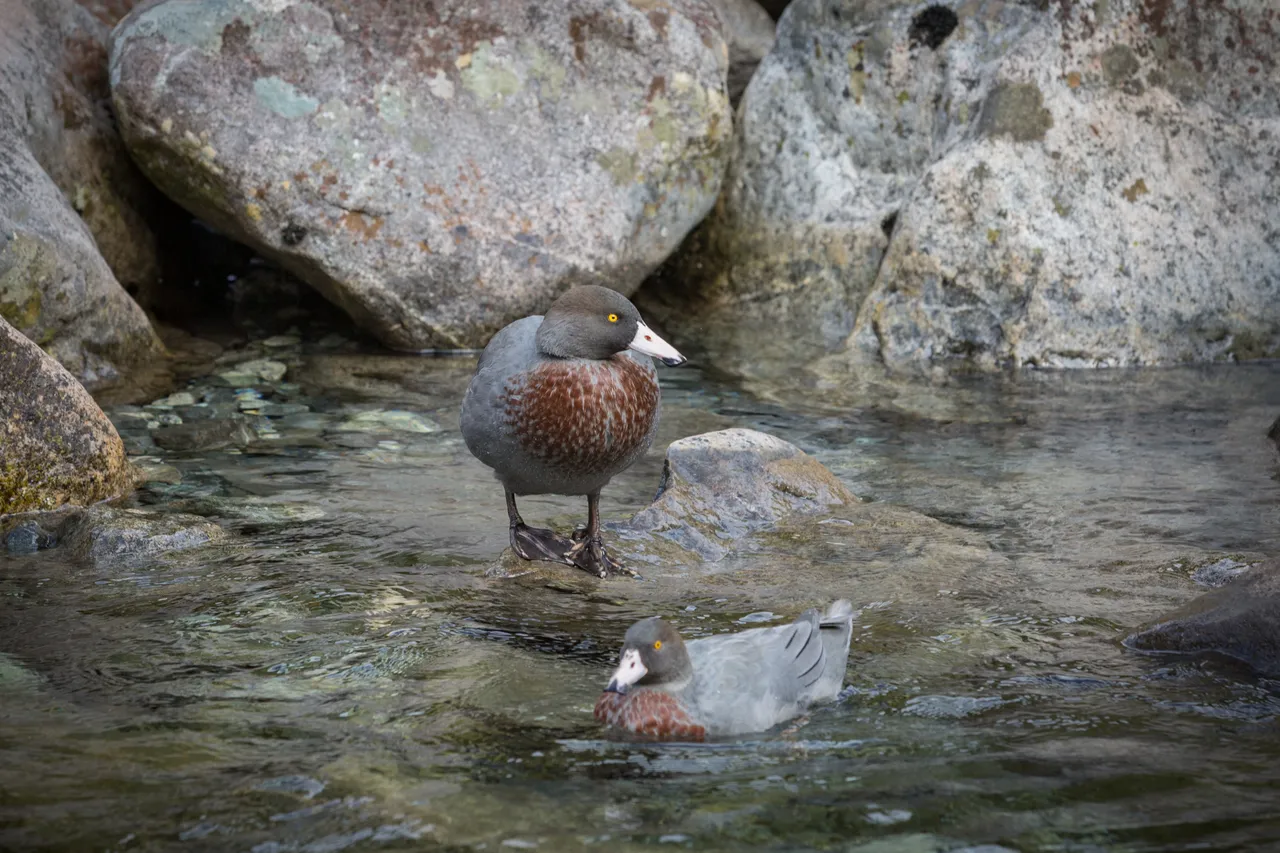 Whio in Milford Sound - Southland, New Zealand - Credit Liz Carlson (13)