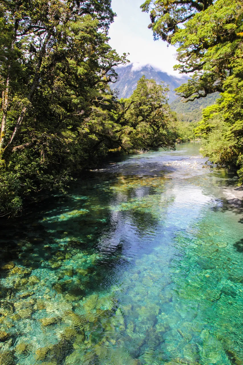 Milford Track - Southland, New Zealand - Credit Liz Carlson (13)