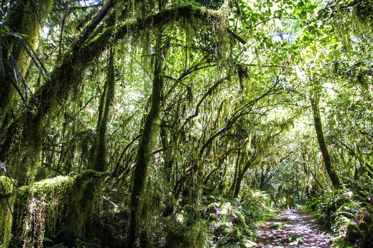 Milford Track - Southland, New Zealand - Credit Liz Carlson (3)