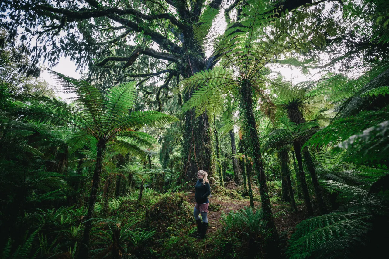 Hollyford Track - Southland, New Zealand - Credit Liz Carlson (1)