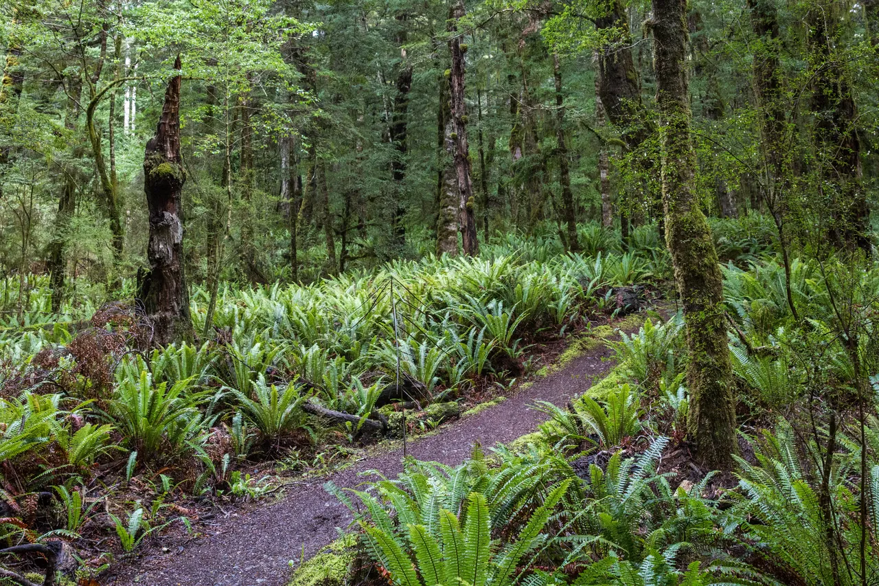 Kepler Track - Southland, New Zealand - Credit Liz Carlson (9)