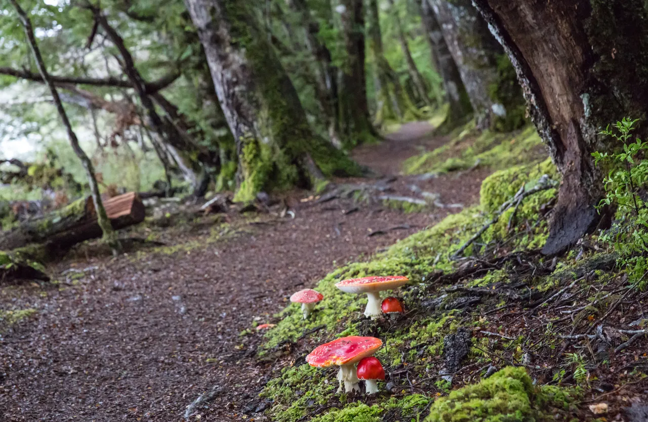 Kepler Track - Southland, New Zealand - Credit Liz Carlson (8)