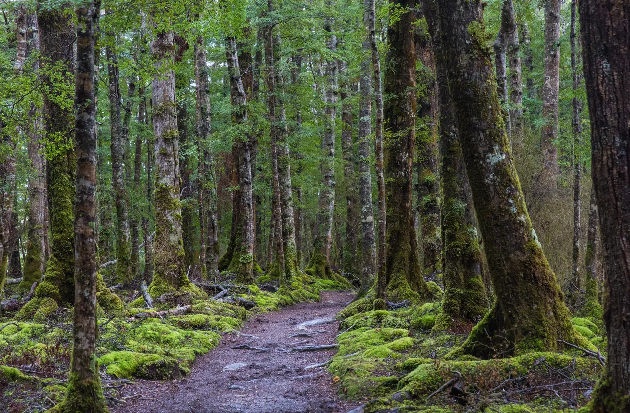 Kepler Track - Southland, New Zealand - Credit Liz Carlson (4)