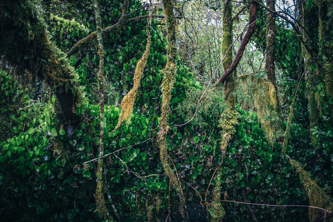 Hollyford Track - Southland, New Zealand - Credit Liz Carlson (37)