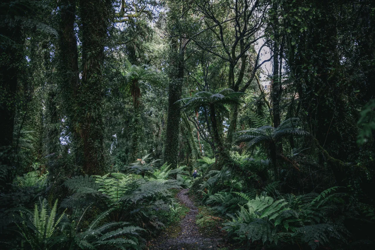 Hollyford Track - Southland, New Zealand - Credit Liz Carlson (35)