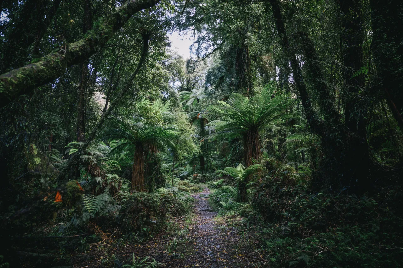 Hollyford Track - Southland, New Zealand - Credit Liz Carlson (34)