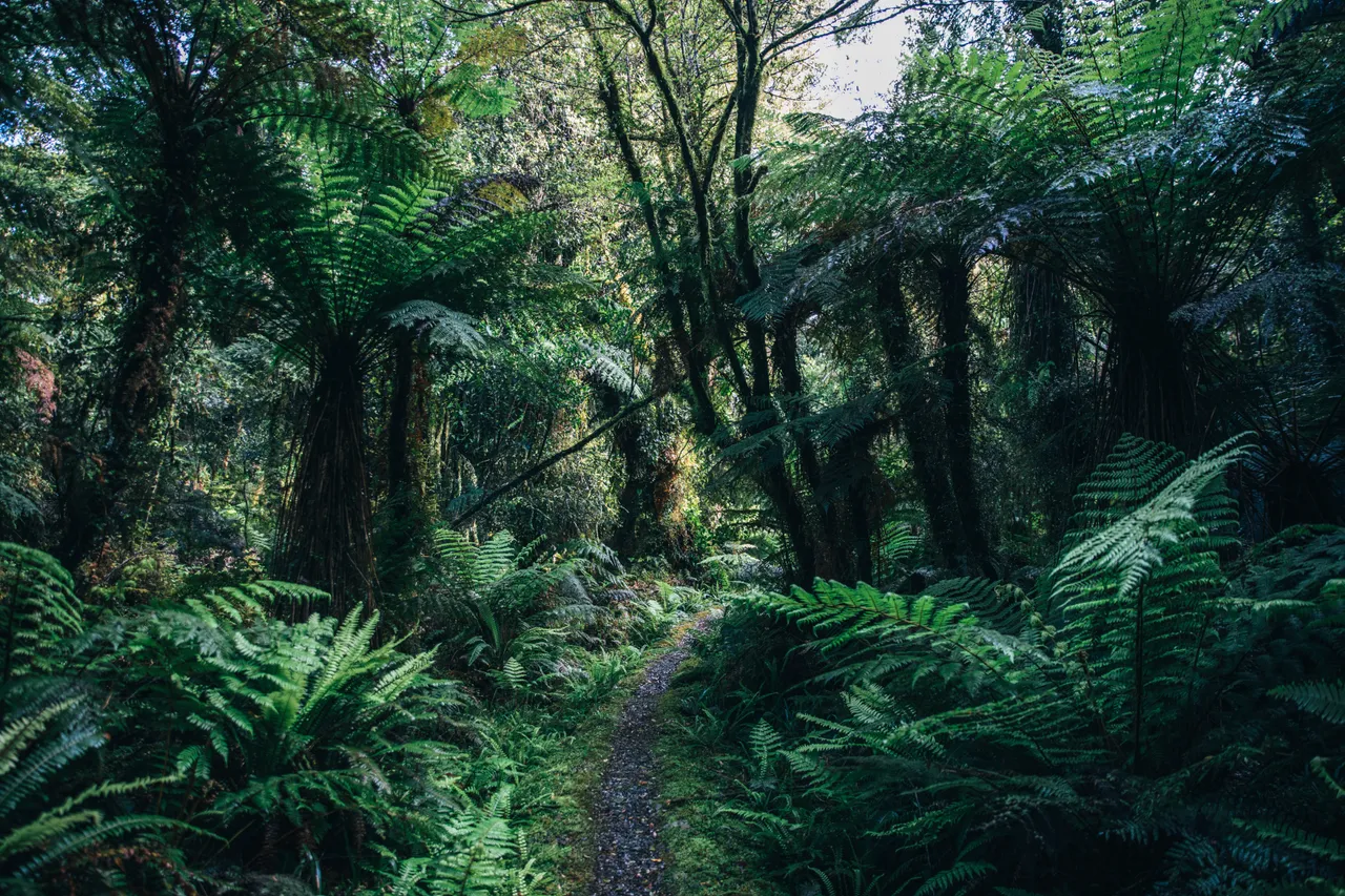 Hollyford Track - Southland, New Zealand - Credit Liz Carlson (29)