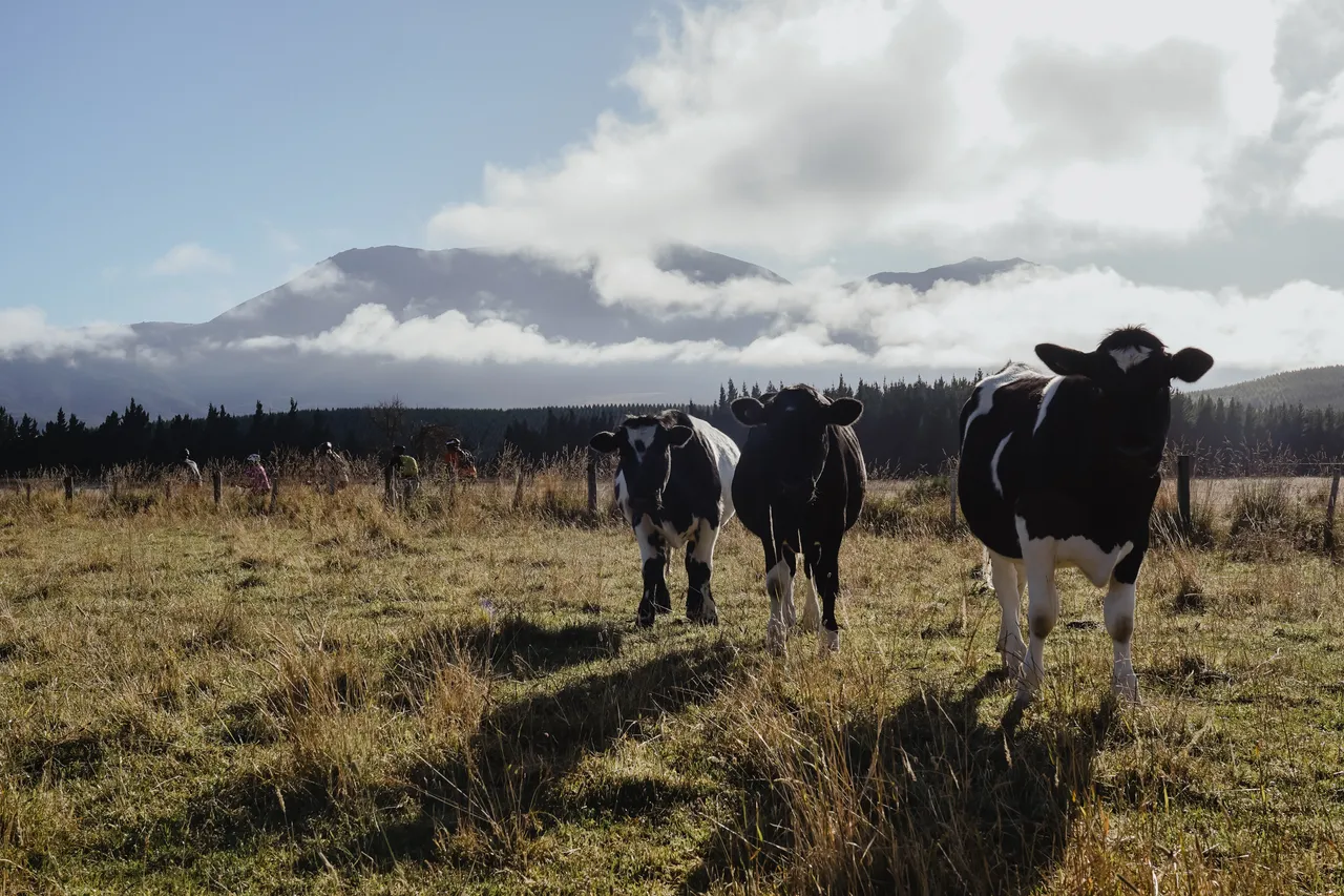 Around The Mountains Cycle Trail - Centre Hill - Southland, New Zealand - Credit Great South (26)