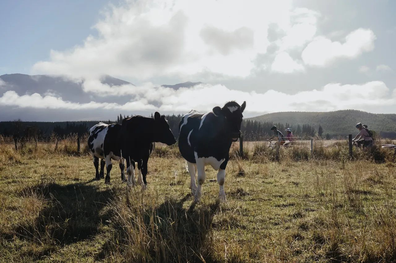 Around The Mountains Cycle Trail - Centre Hill - Southland, New Zealand - Credit Great South (25)