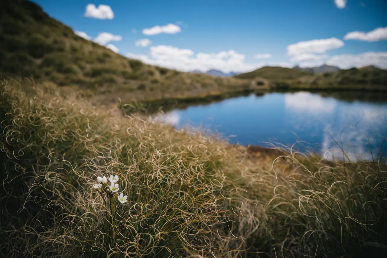 Borland Valley - Southland, New Zealand - Credit Liz Carlson (30)