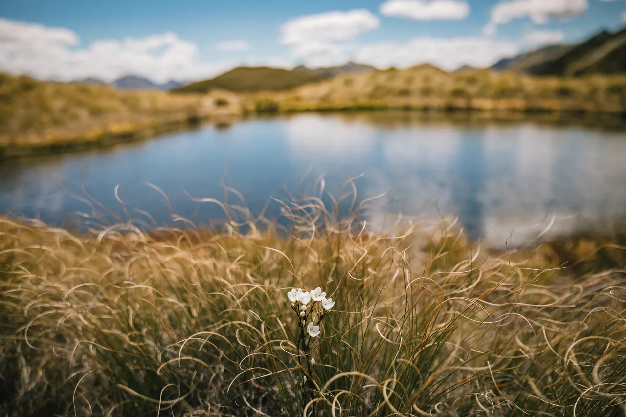 Borland Valley - Southland, New Zealand - Credit Liz Carlson (29)