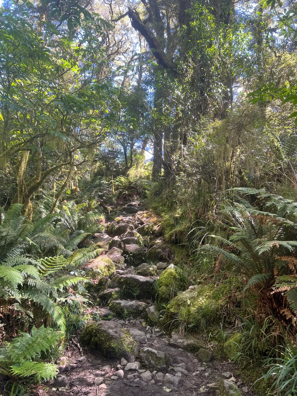 Lake Marian Track - Southland, New Zealand - Credit Great South (6)