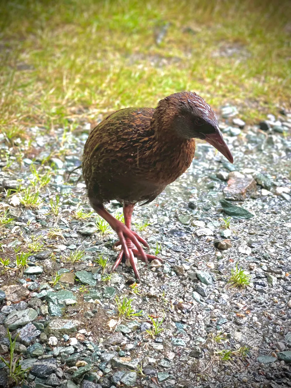 Weka - Southland, New Zealand - Credit Great South