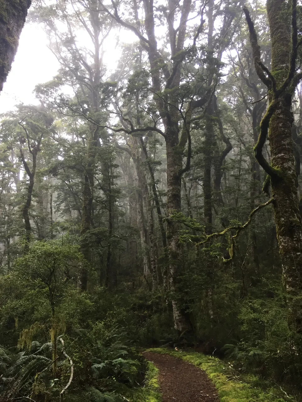 Kepler Track - Southland, New Zealand - Credit Great South (3)