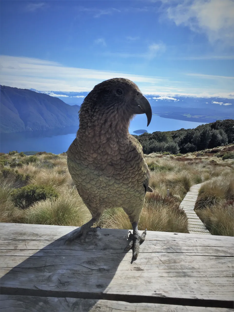 Kepler Track - Southland, New Zealand - Credit Great South (20)