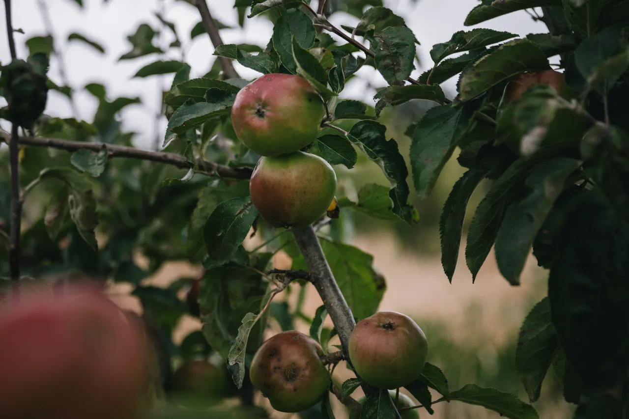 Food Forest Tour - Southland, New Zealand - Credit Liz Carlson (21)