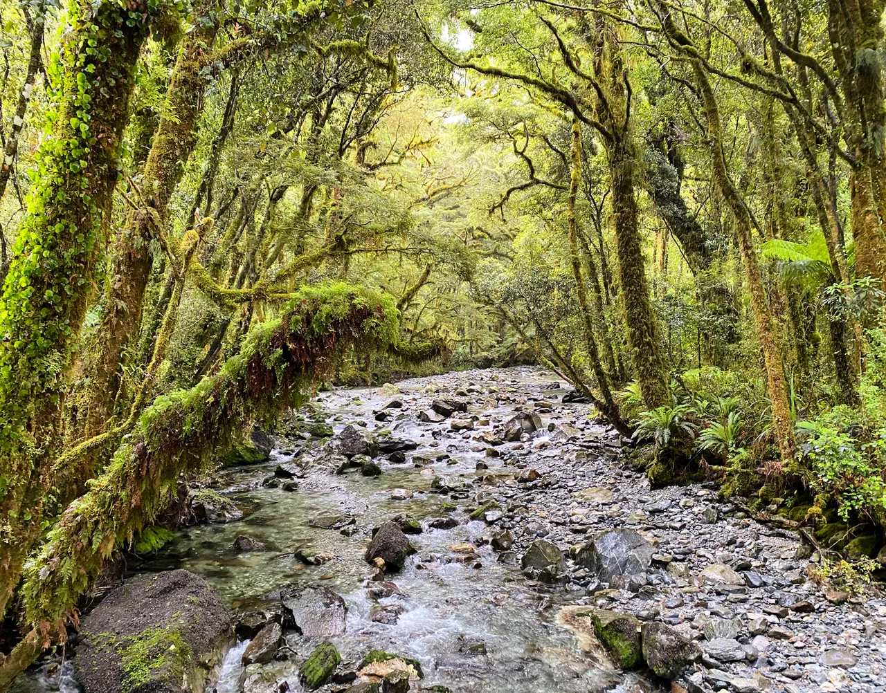 Lake Gunn Nature Walk - Southland, New Zealand - Credit Tim Roxborogh (4)