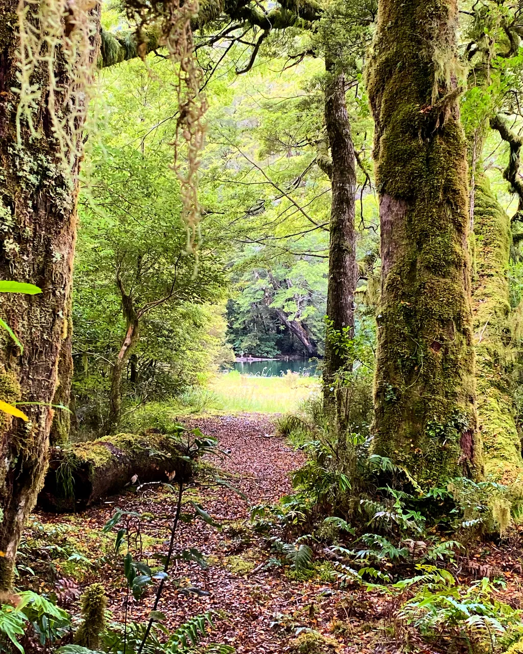 Lake Gunn Nature Walk - Southland, New Zealand - Credit Tim Roxborogh (1)