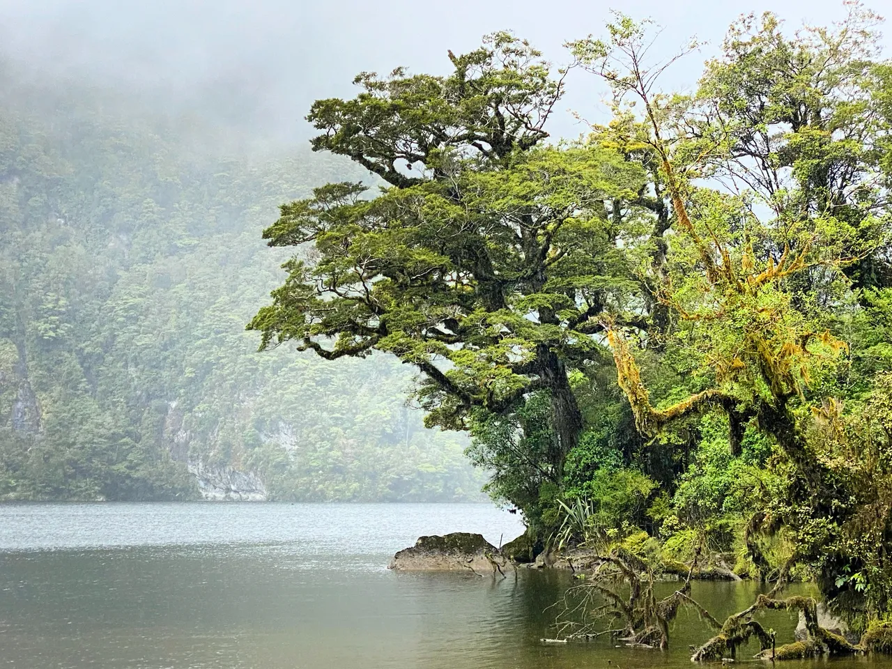 Lake Gunn Nature Walk - Southland, New Zealand - Credit Tim Roxborogh (5)