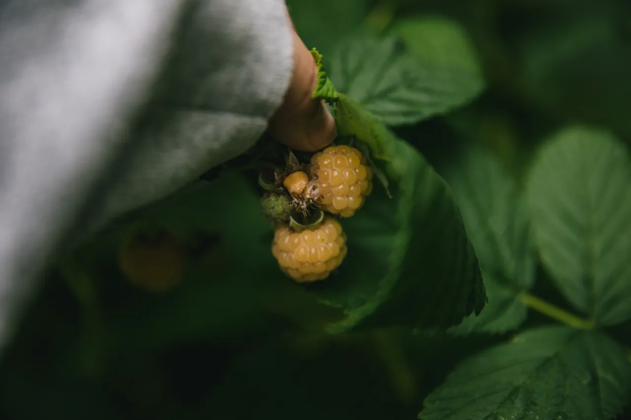 Food Forest Tour - Southland, New Zealand - Credit Liz Carlson (12)