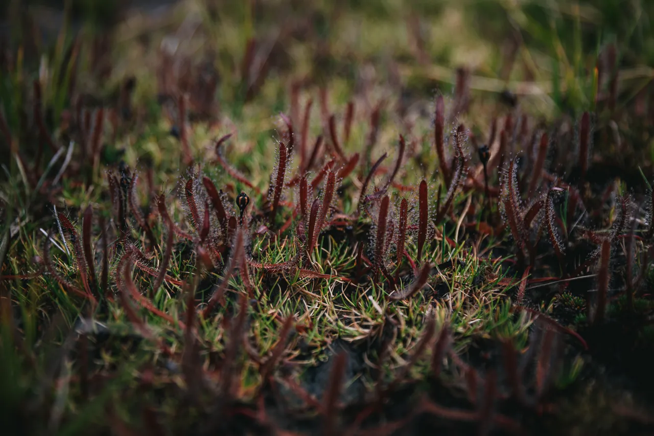Borland Valley - Southland, New Zealand - Credit Liz Carlson (28)