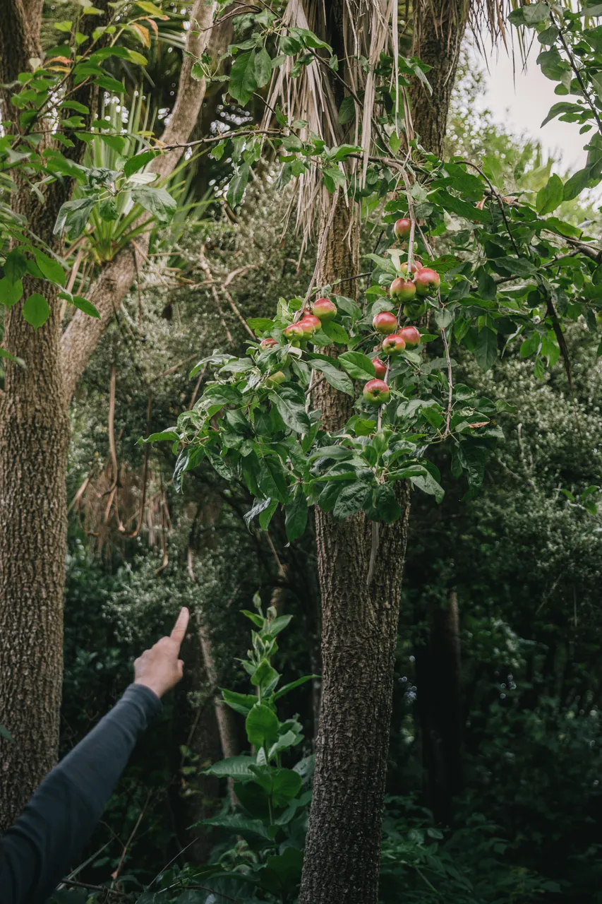 Food Forest Tour - Southland, New Zealand - Credit Liz Carlson (9)