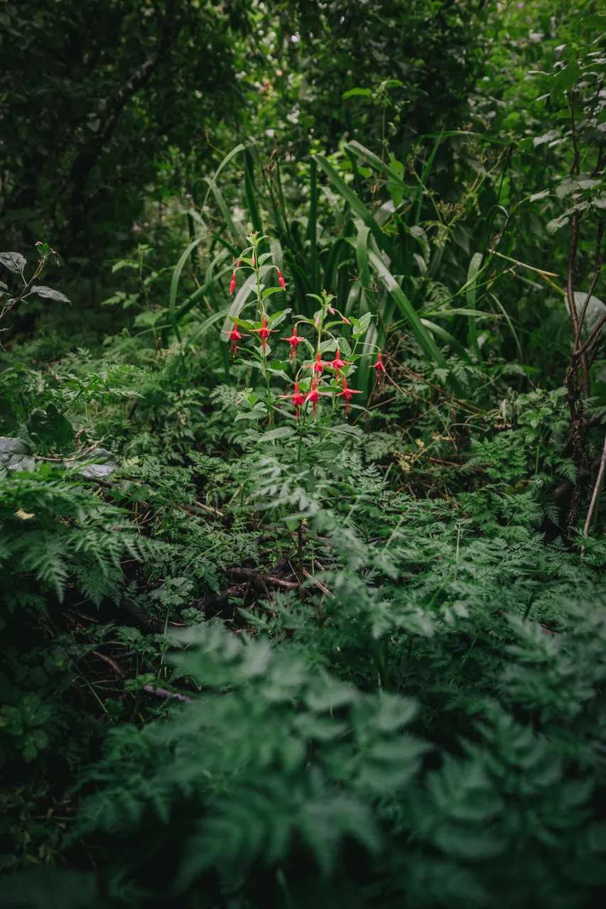 Food Forest Tour - Southland, New Zealand - Credit Liz Carlson (8)