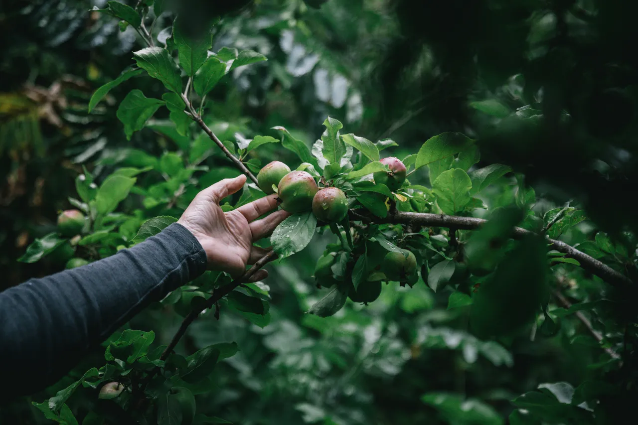Food Forest Tour - Southland, New Zealand - Credit Liz Carlson (1)