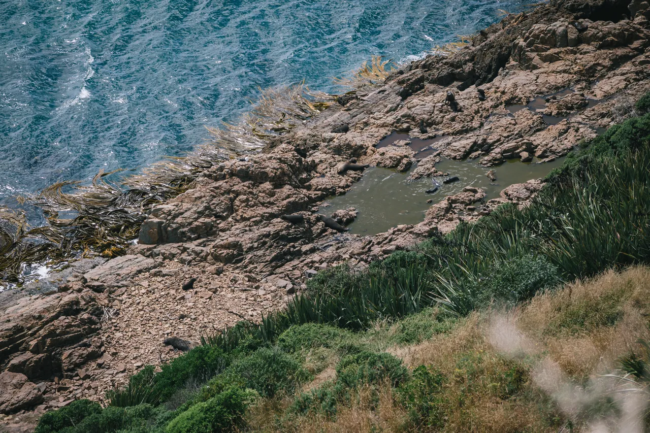Nugget Point - Southland, New Zealand - Credit Liz Carlson (19)