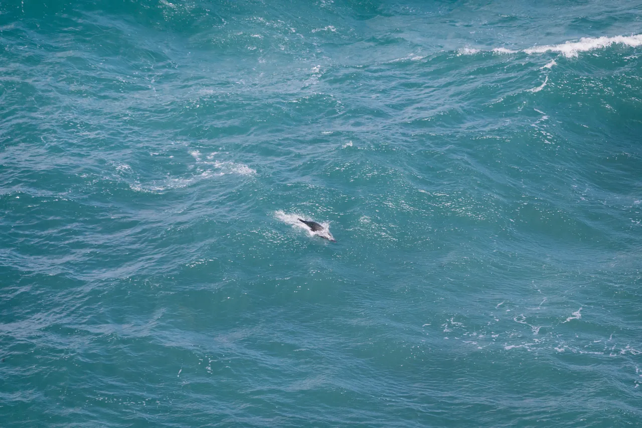 Nugget Point - Southland, New Zealand - Credit Liz Carlson (16)