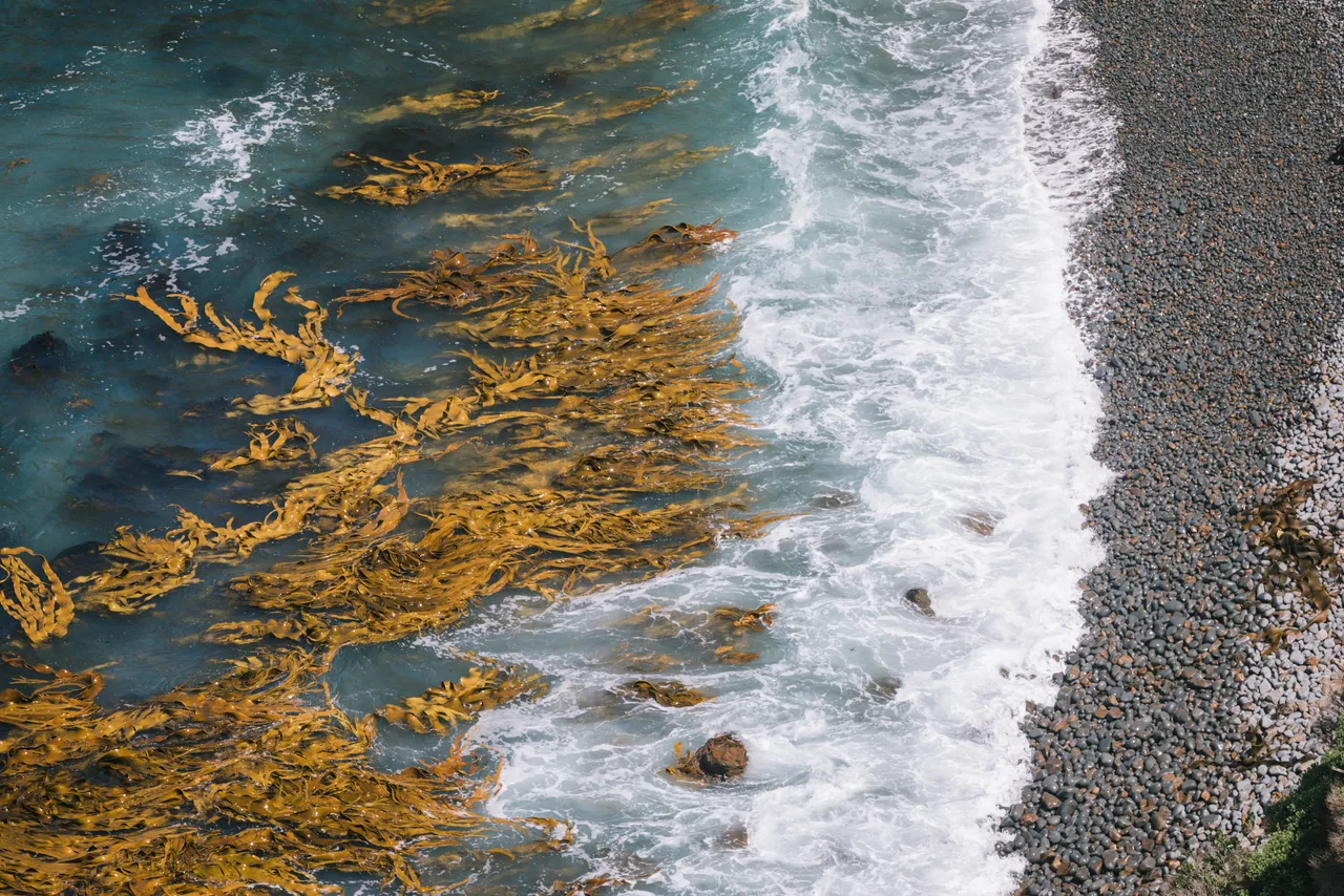 Nugget Point - Southland, New Zealand - Credit Liz Carlson (15)